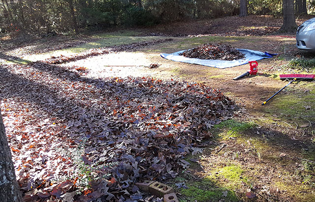 Leaves in the yard