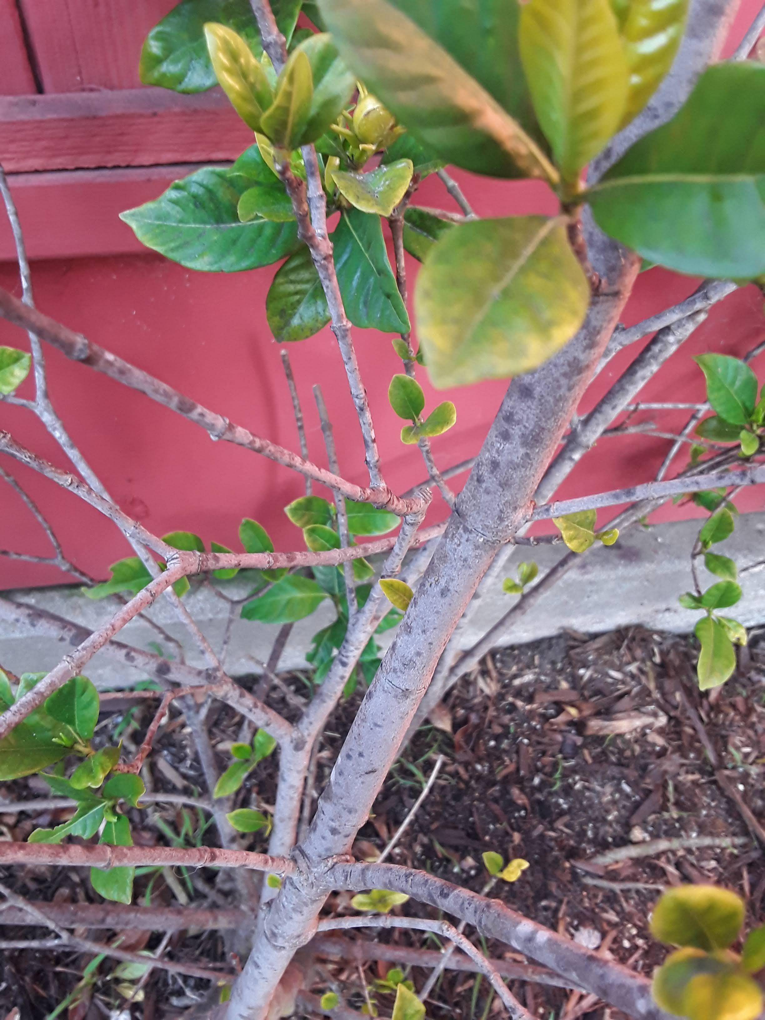 spots on gardenia stems