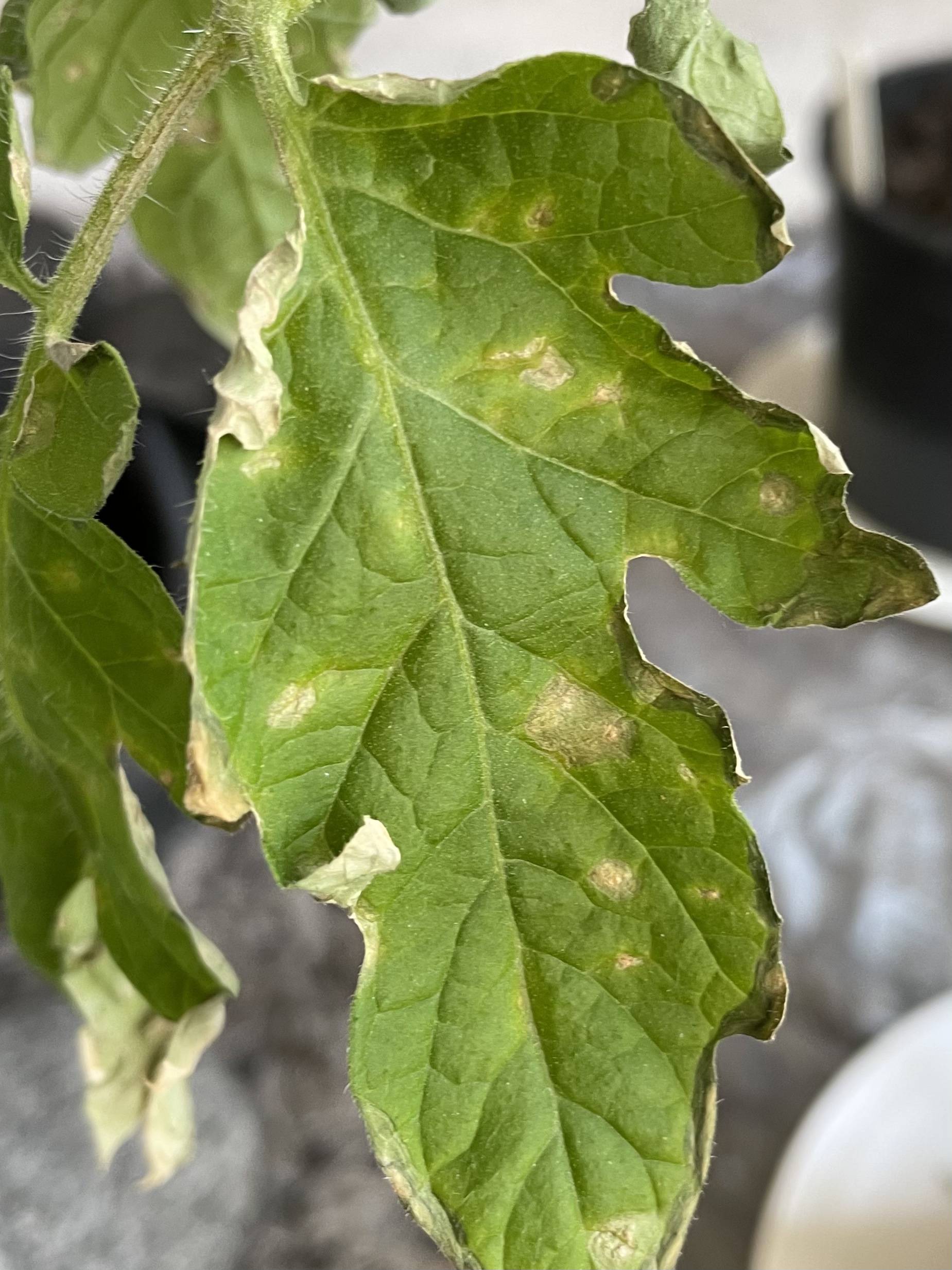 Tomato leaf with brown edges