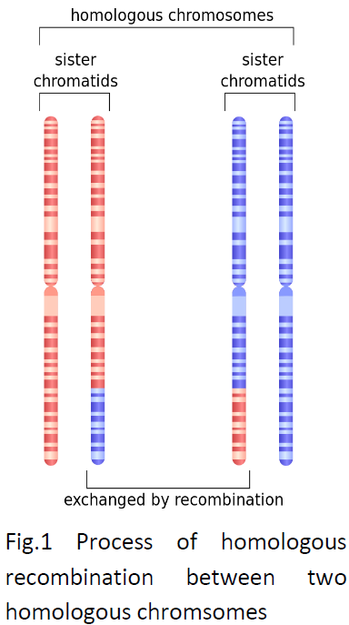 Homo chromosomes crossing over