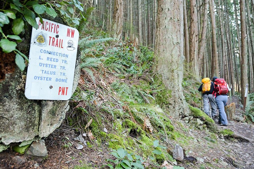 Pacific Northwest forest trail