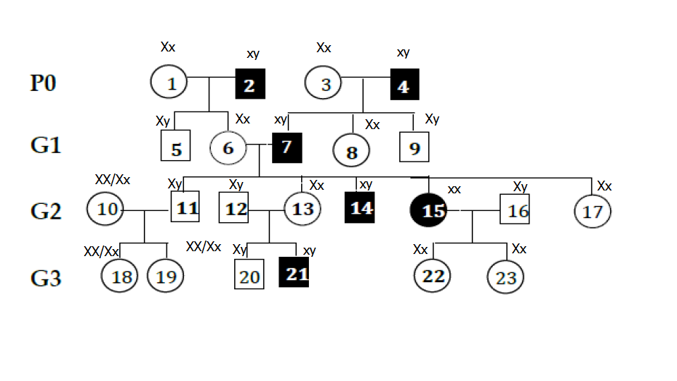 X-linked gene inheritance