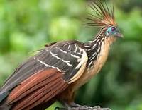 hoatzin's user avatar