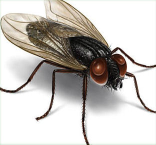 Housefly's user avatar