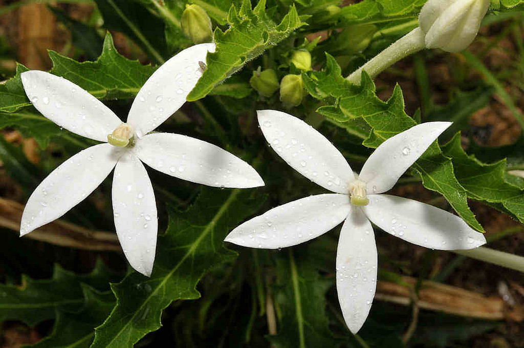 Hippobroma longiflora by George Shepherd