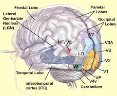 visual system