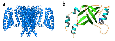 Secondary structure in proteinse