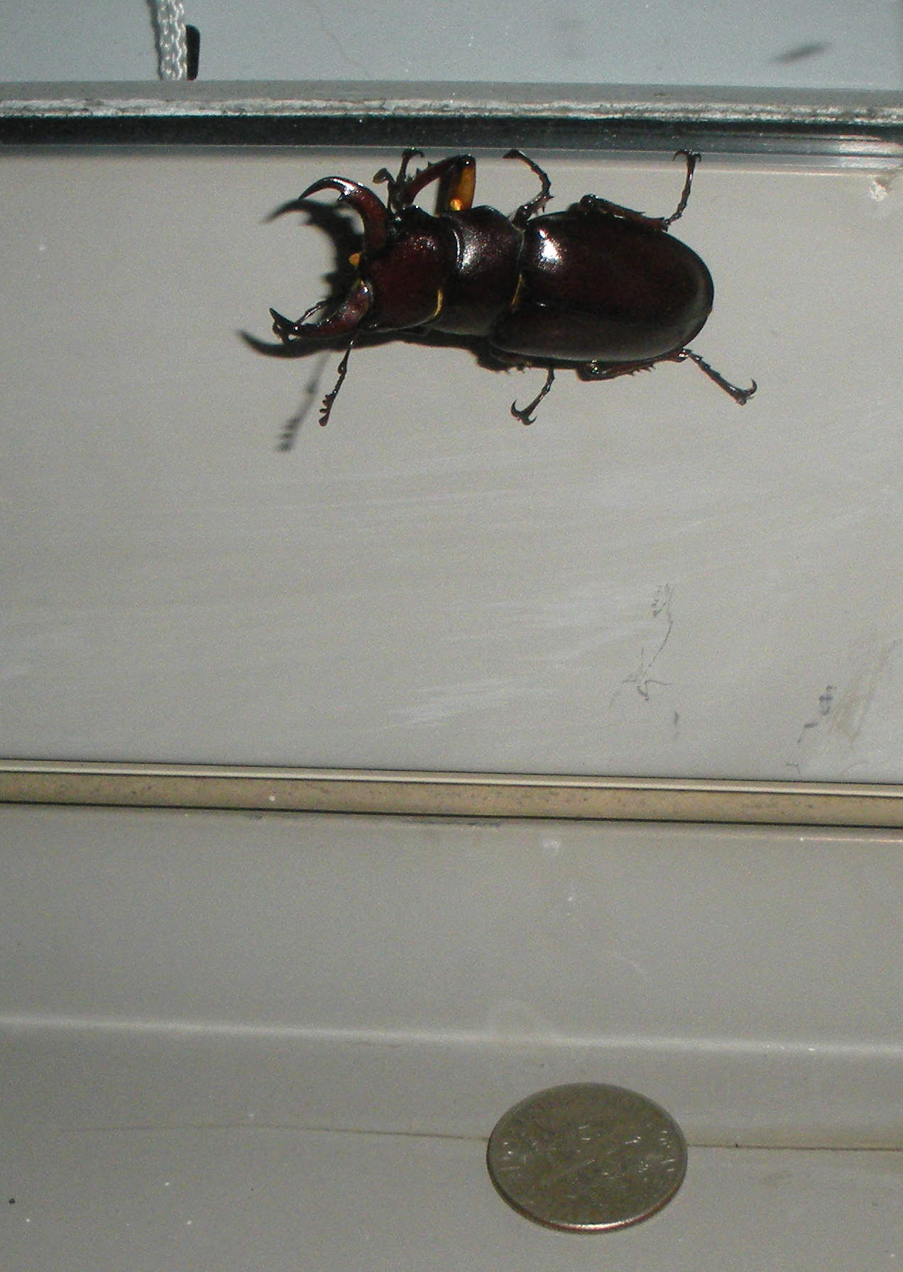 Large Beetle