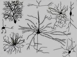 neurons