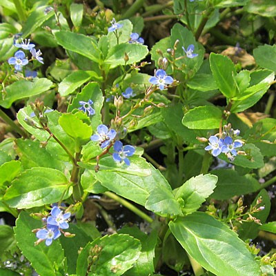 Veronica beccabunga