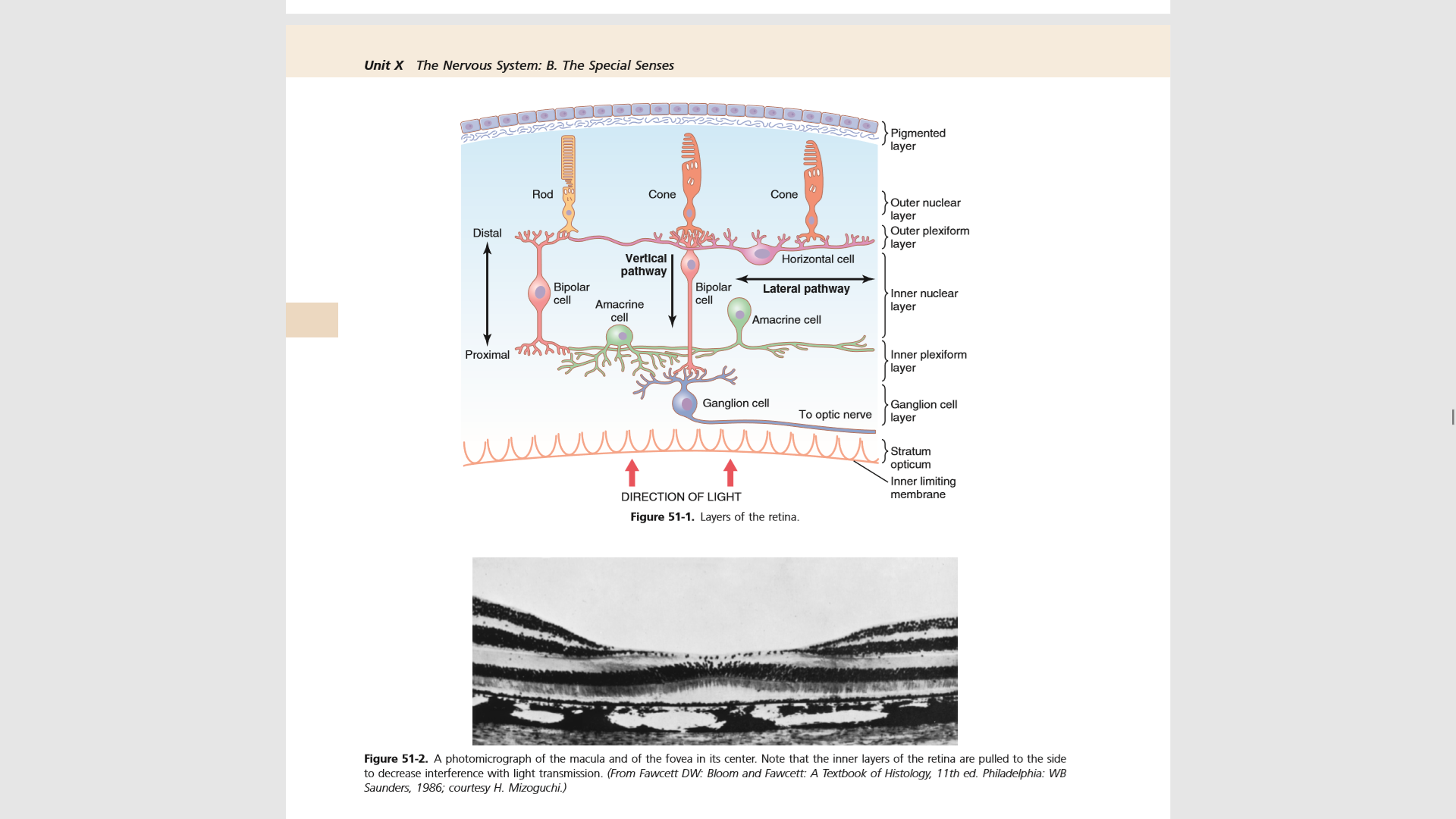 Retinal layers