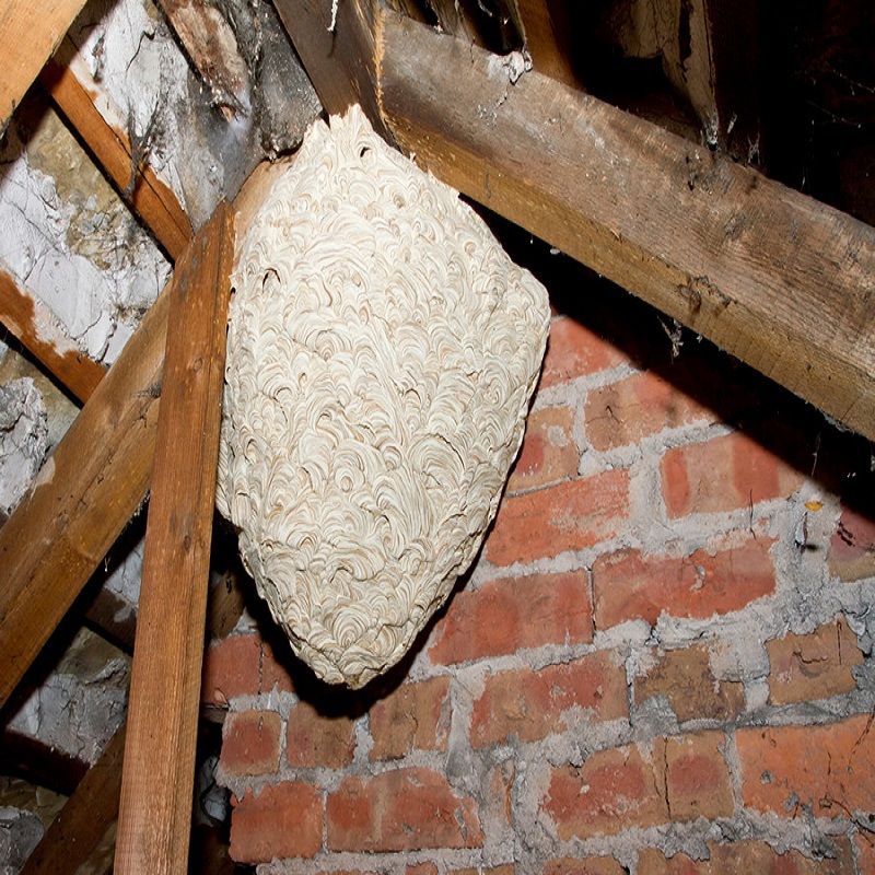 Wasp nest removal's user avatar