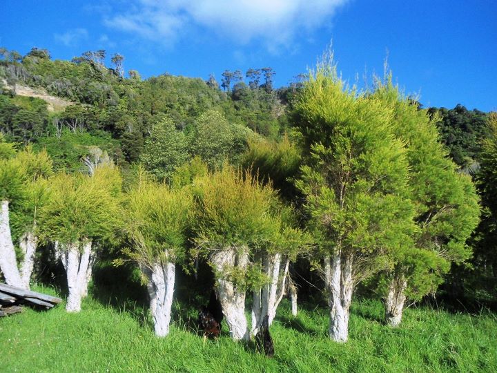 tea trees