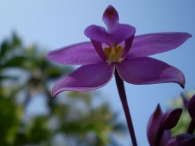 Orchid