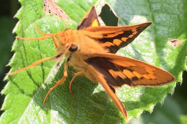 Is this a moth? How do these wings unfold?