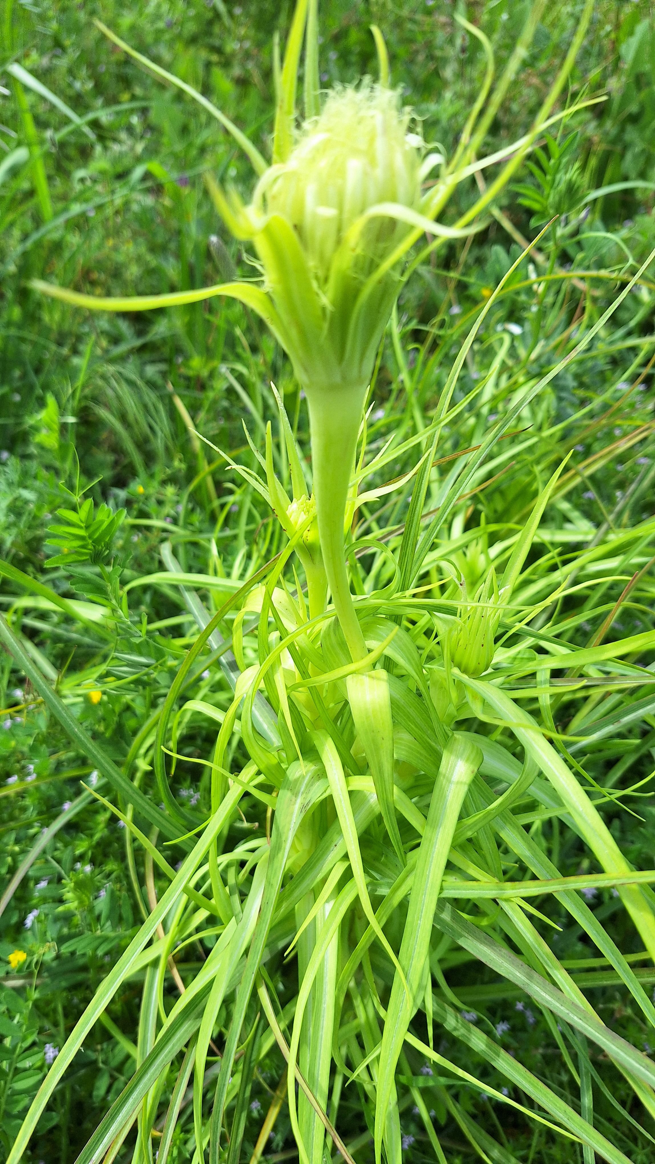 Full view of plant