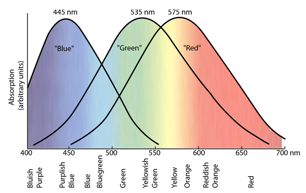 Human photoreceptor spectral response curves