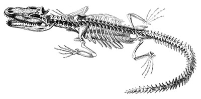 Alligator skeleton