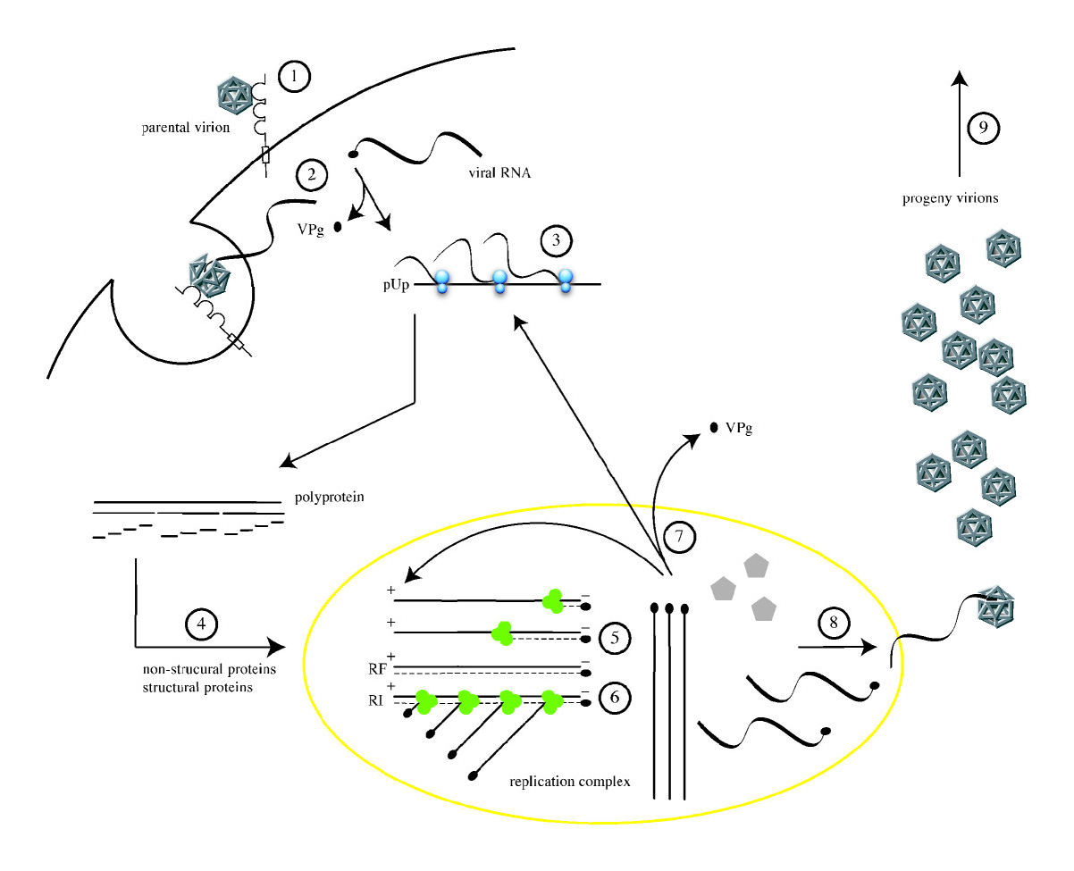 poliovirus life cycle