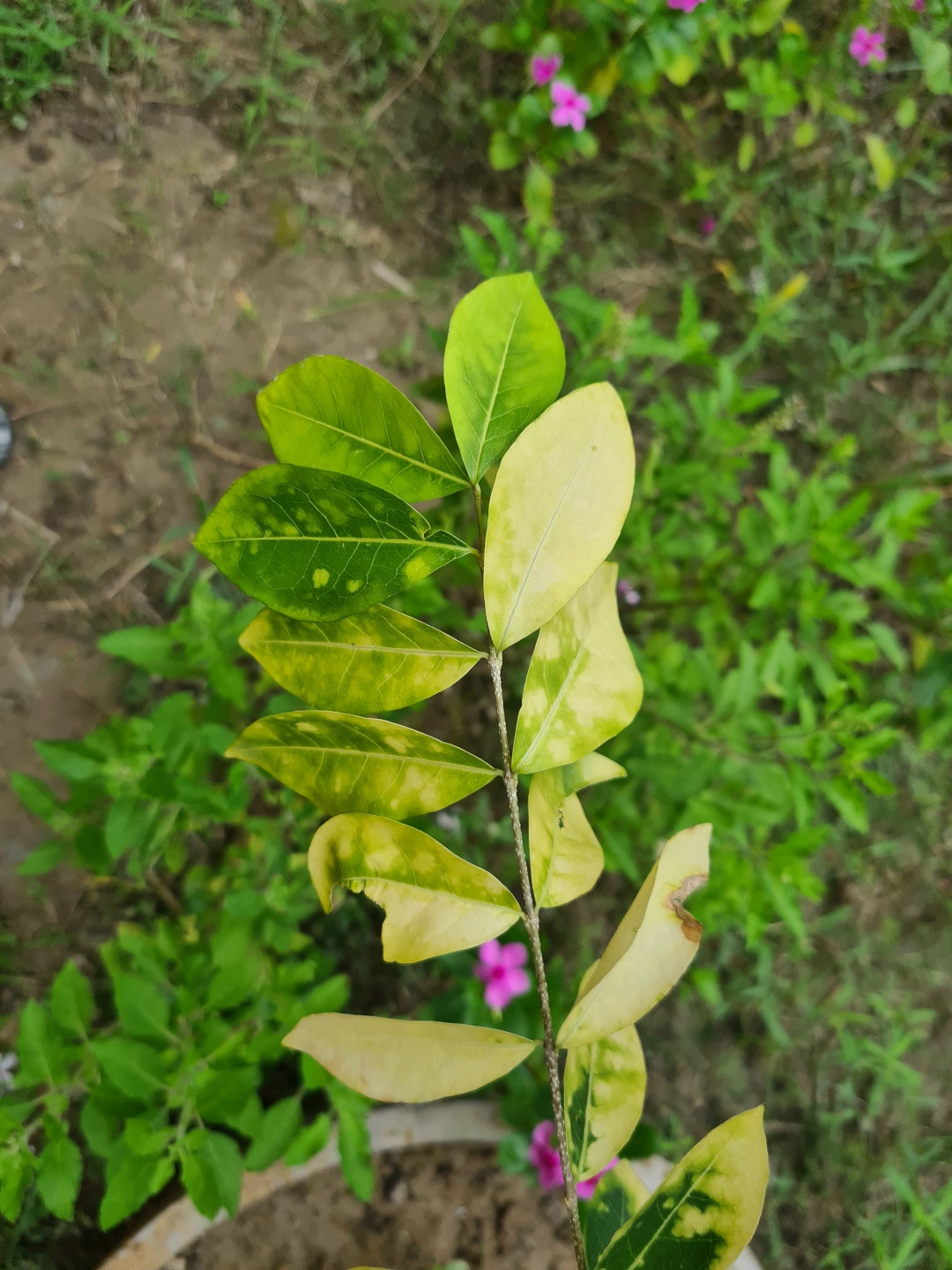 Some completely yellow leaves