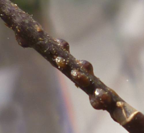 scale insects on stem