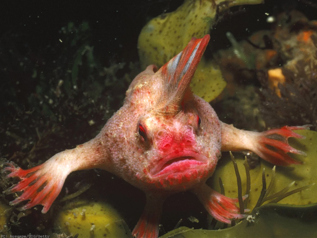 Fish with hands and an ugly expression, also a crest.