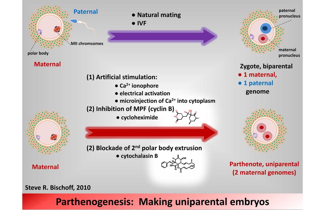 swine parthenogenesis