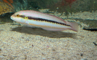 photo of a fish