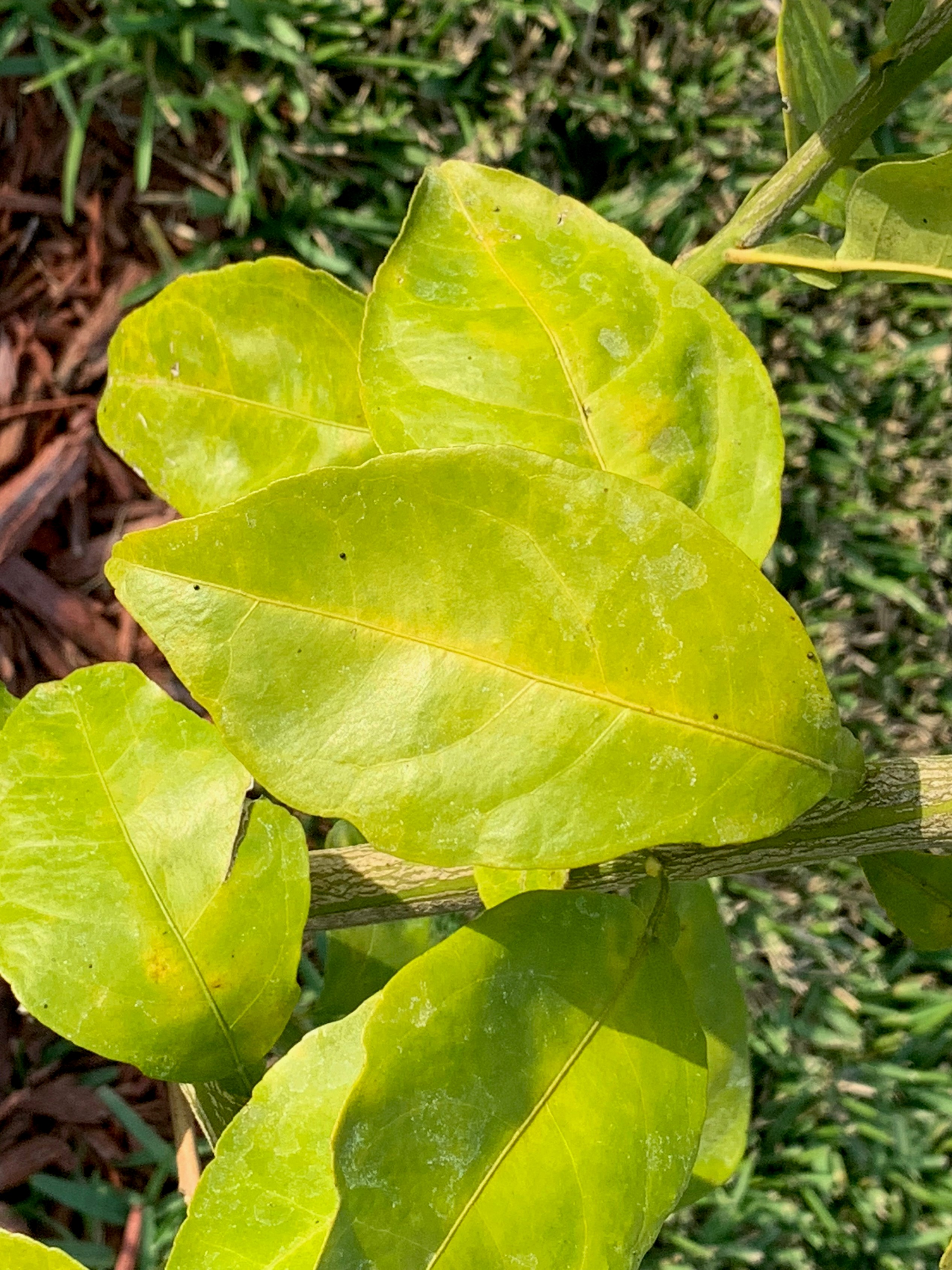 Orange tree closeup