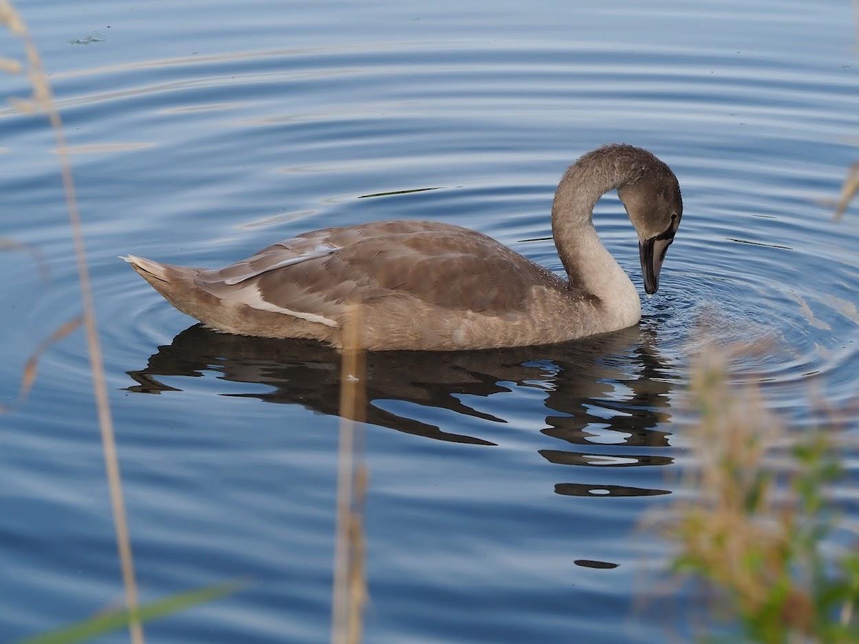 Juvenile swan