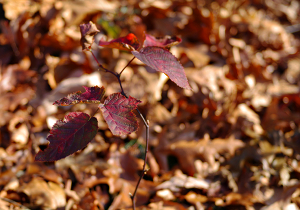 late fall colors