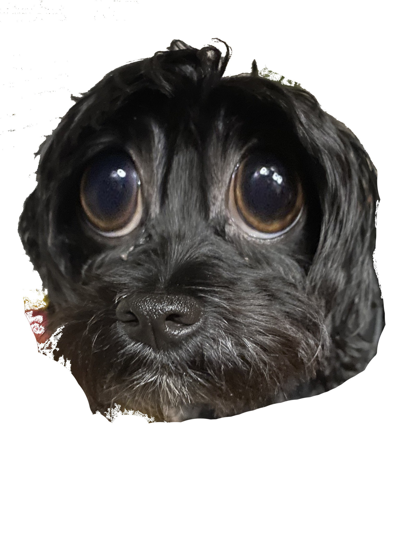 Fidel Dog's user avatar