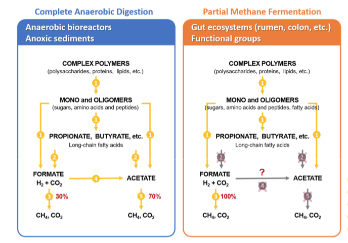 Degradation of organic matter by ruminants