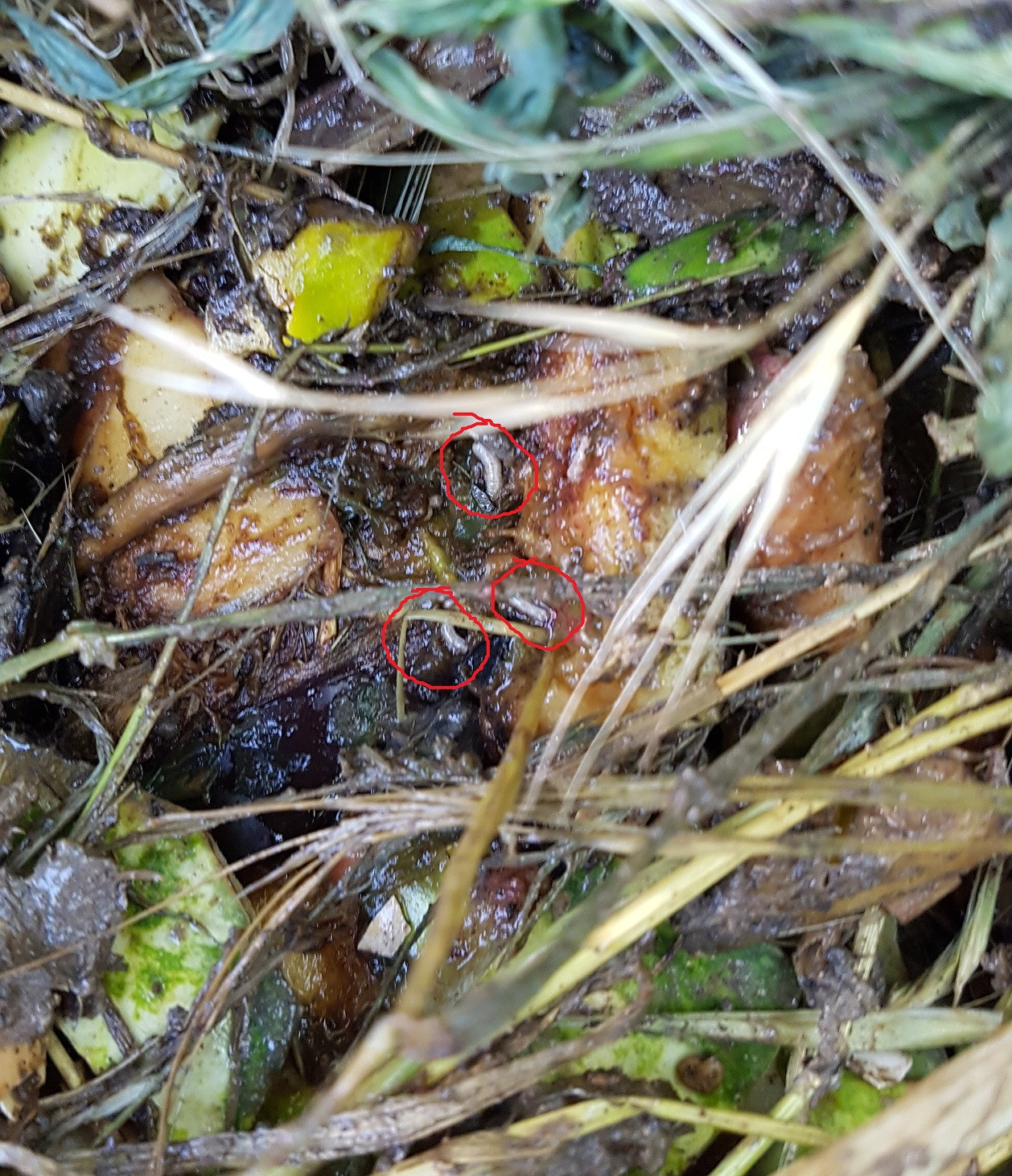 white worms in the compost