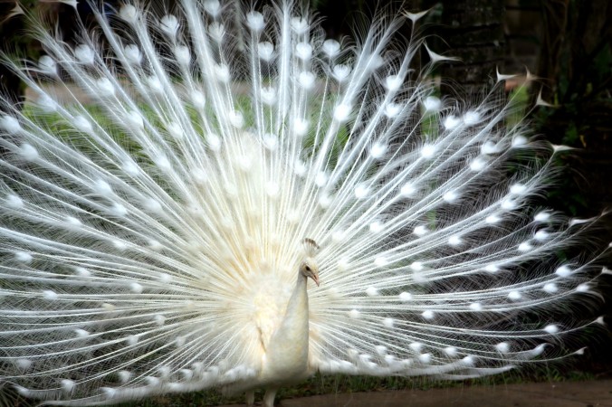 White Peacock