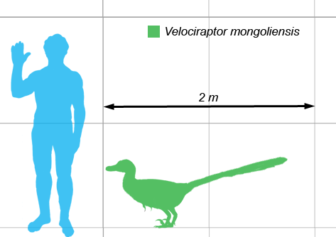 Velociraptor scale image from Wikimedia