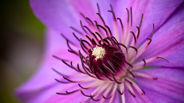 Arboretum Blooming