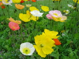 Iceland poppy