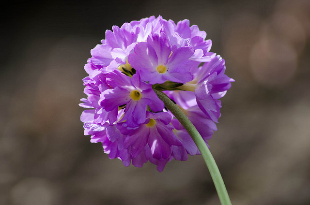 Purple Flower