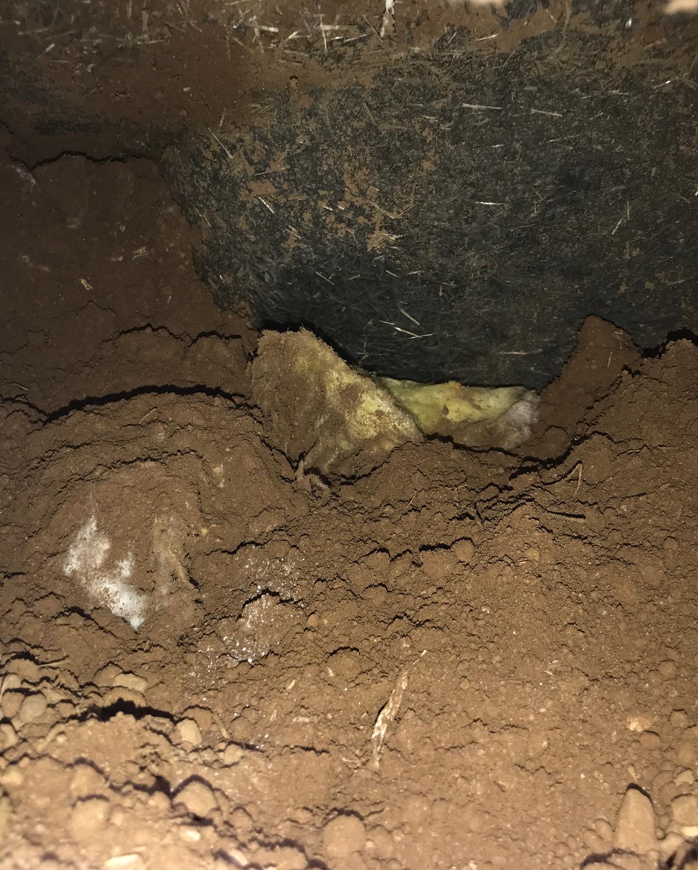 Contaminated soil inside the cavity under bathtub brought in by gophers