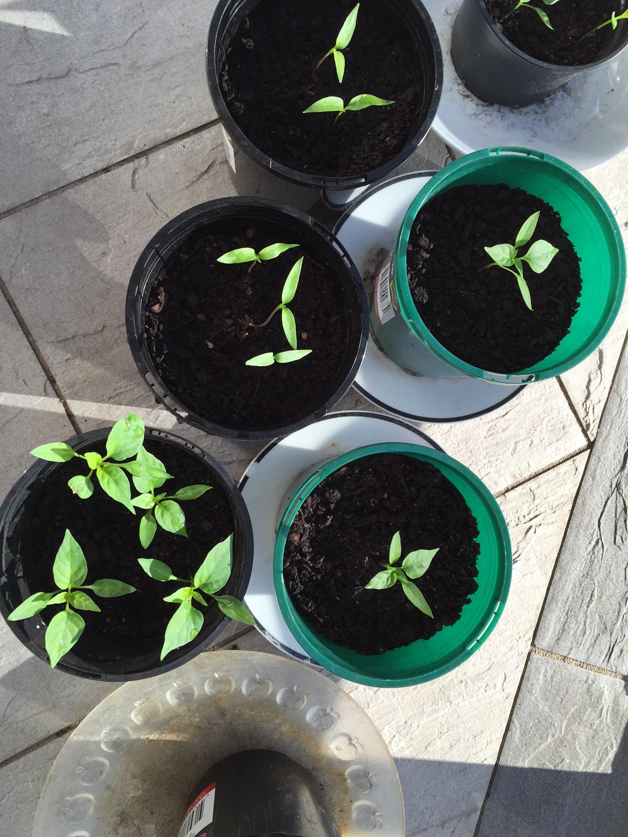 Stunted chilli plants