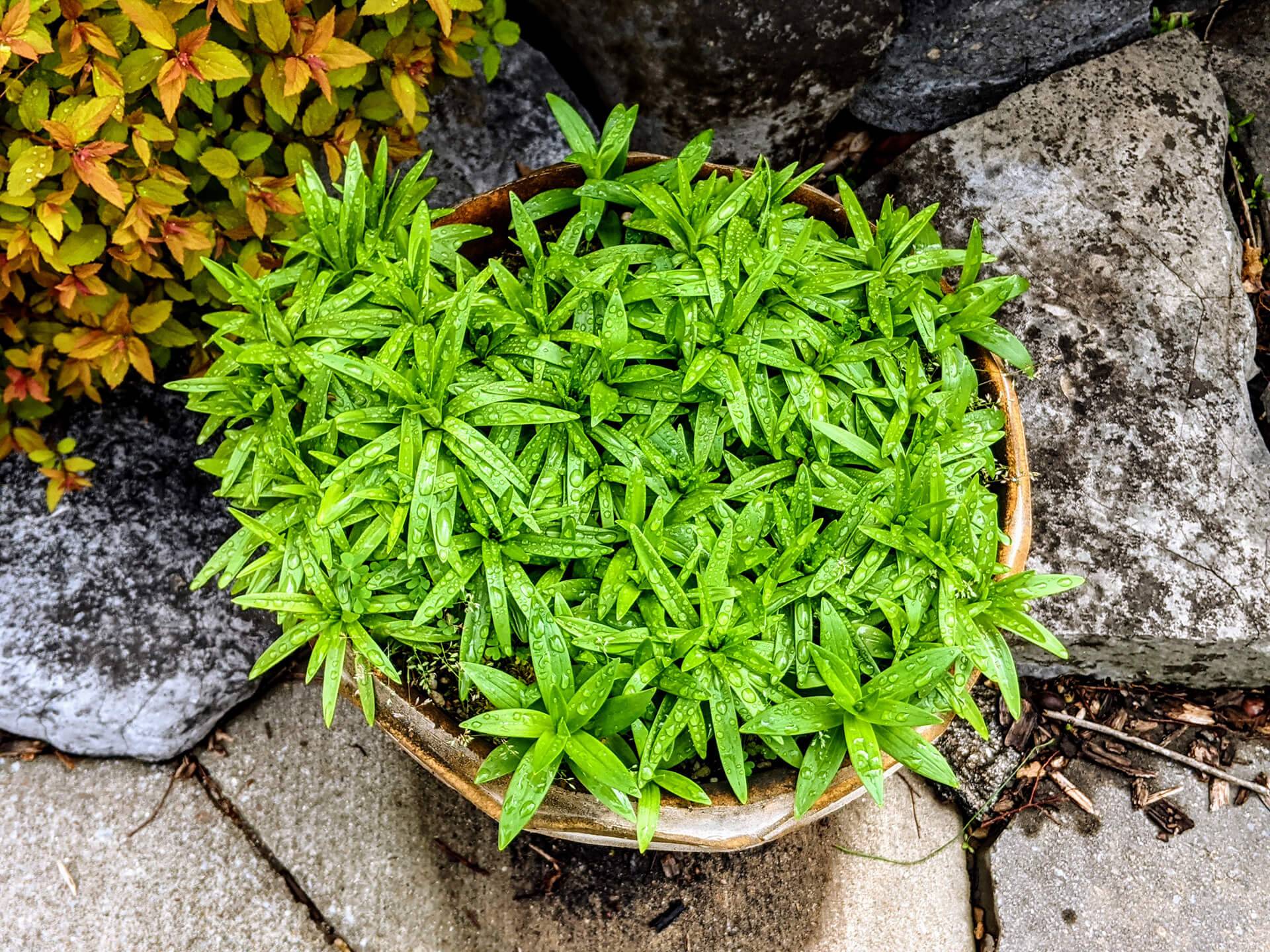 asiatic lilies in a pot