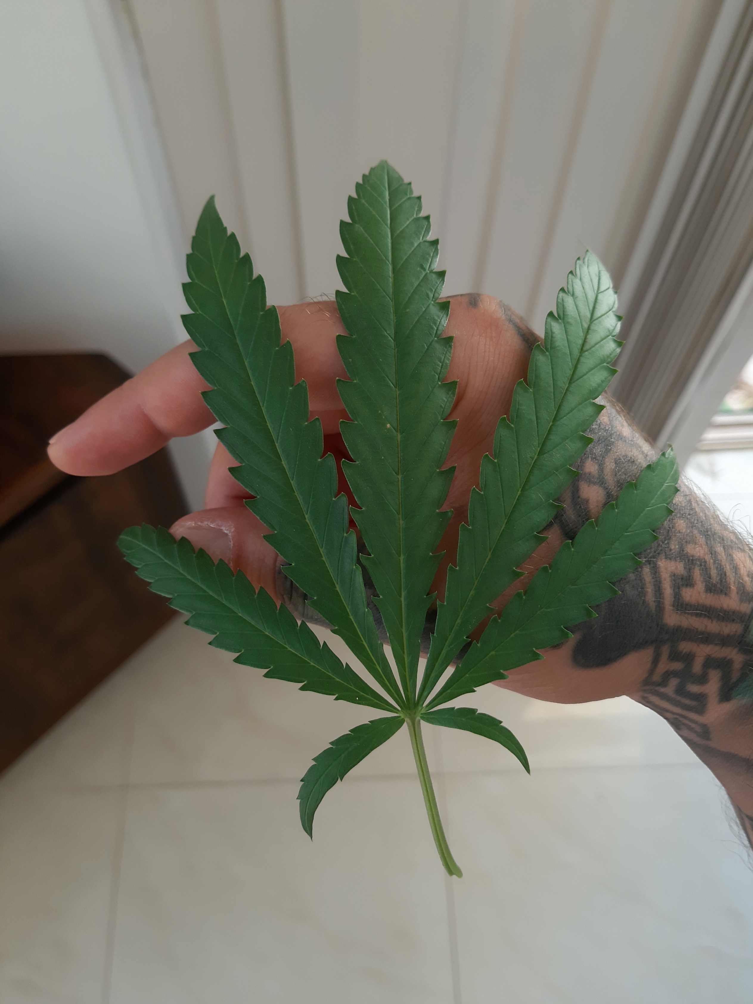 cannabis leaf