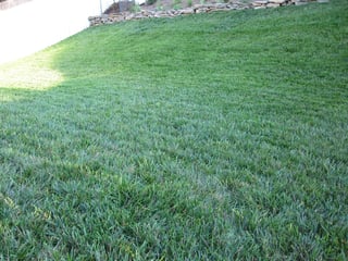 Cool-season lawn