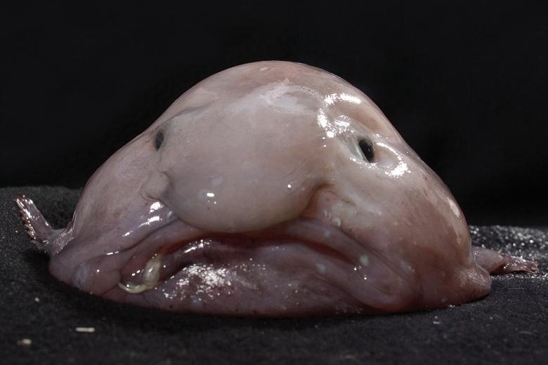 Billy the Blobfish's user avatar