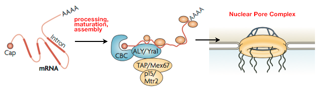 Export of mRNA by the nuclear pore complex