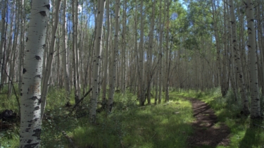 Thru the Aspen Forest - olin-lathrop