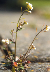 Positive phototropism in *Arabidopsis thaliana* shoot 