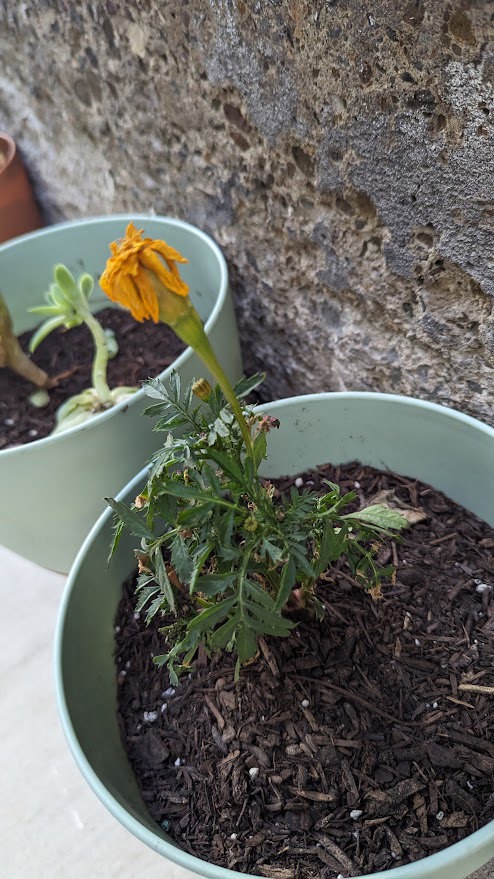 Another angle of the marigold with a wilted yellow flower