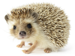 ColonelHedgehog's user avatar